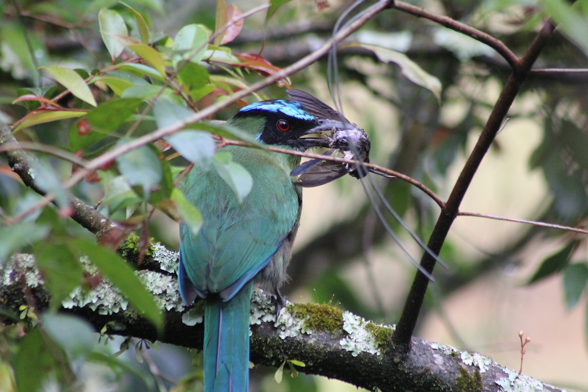 Andean Motmot - ML642245971