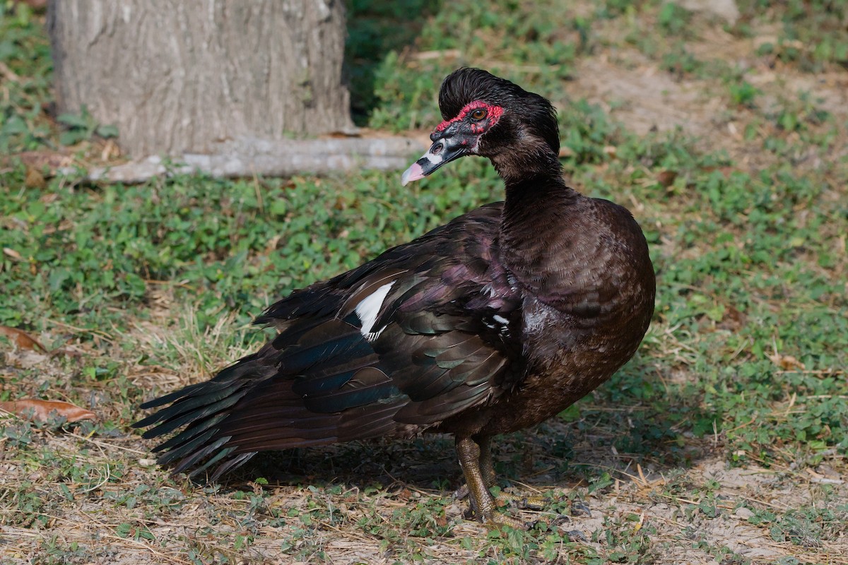 Muscovy Duck (Domestic type) - ML642245990
