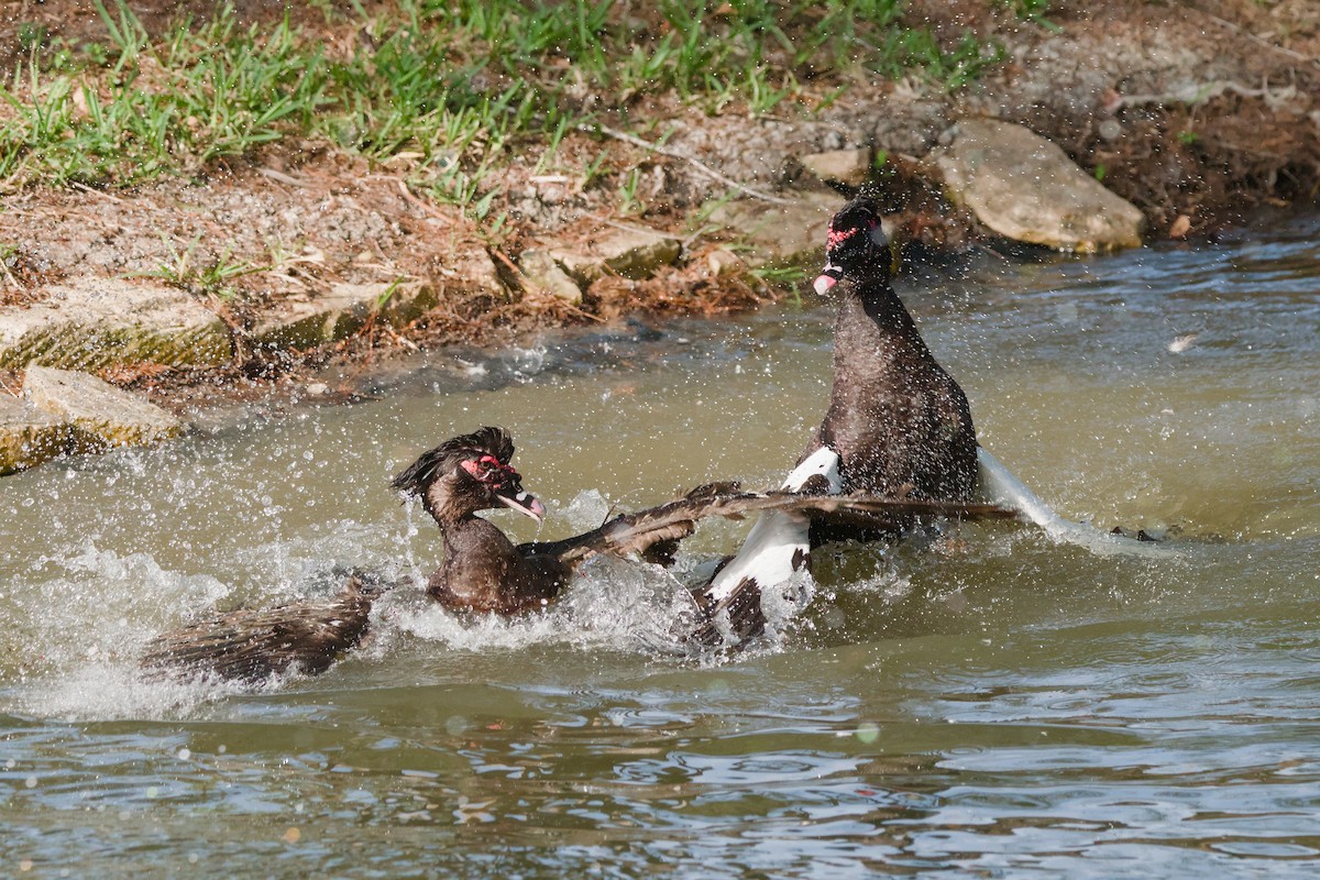 Muscovy Duck (Domestic type) - ML642245995