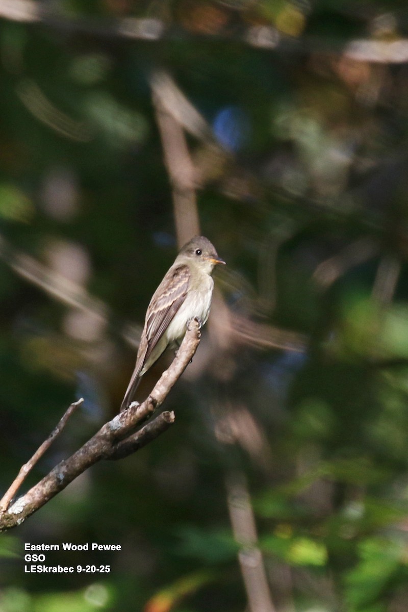Eastern Wood-Pewee - ML642245996