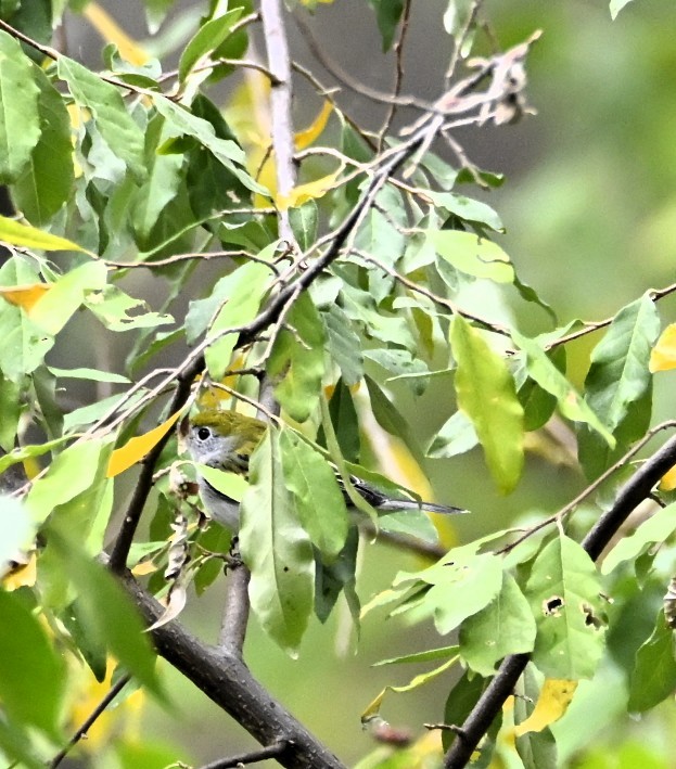 Chestnut-sided Warbler - ML642246018