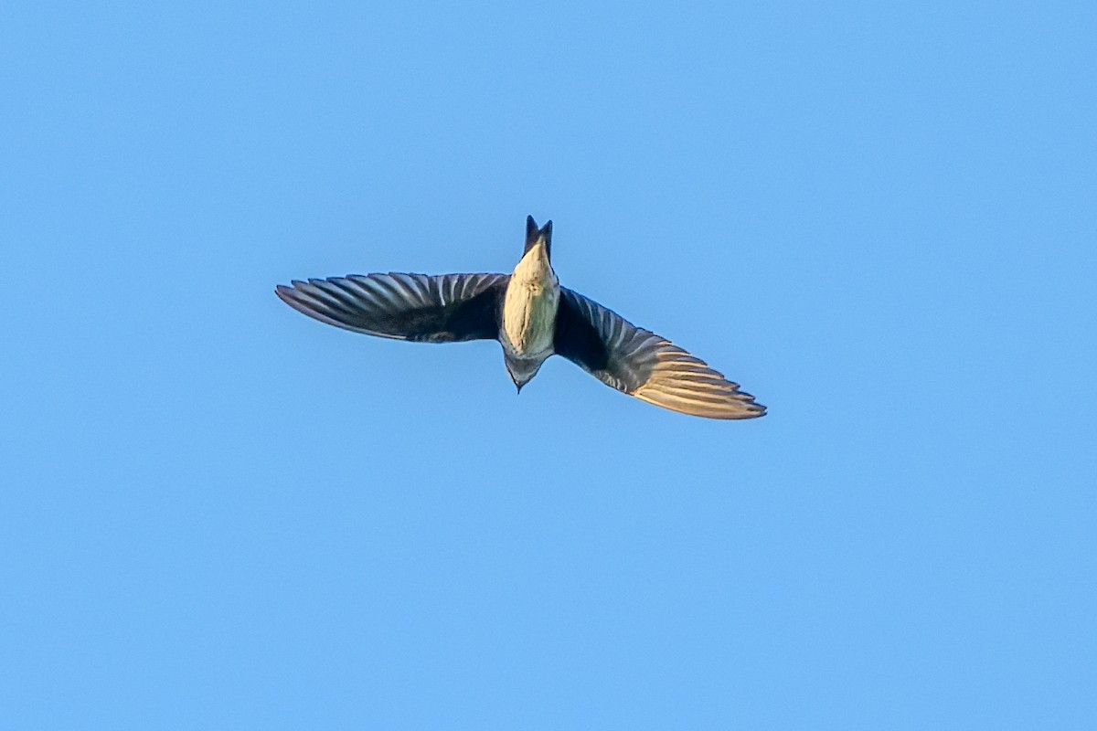 Purple Martin - ML642246037