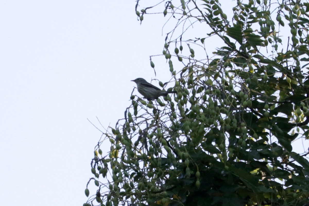 Cape May Warbler - ML642246039