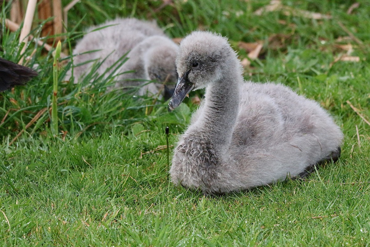 Black Swan - ML642246049