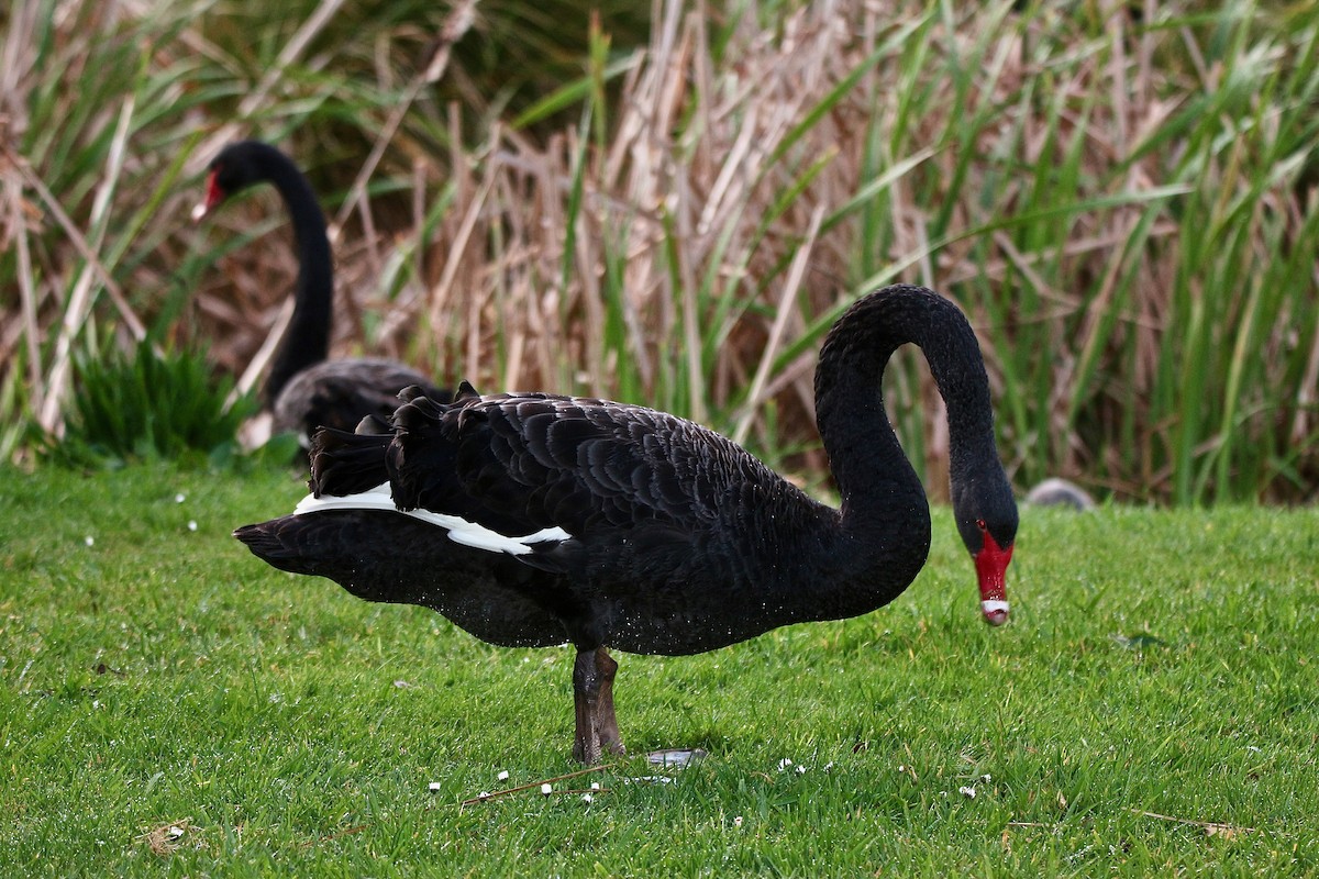 Black Swan - ML642246050