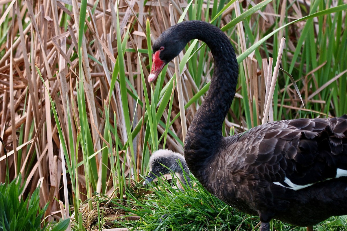 Black Swan - ML642246051