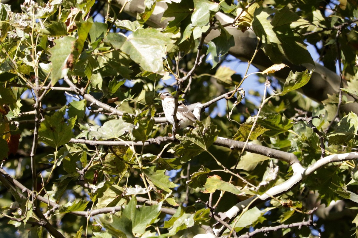 Rose-breasted Grosbeak - ML642246052