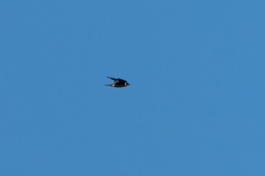 Purple Martin - ML642246063