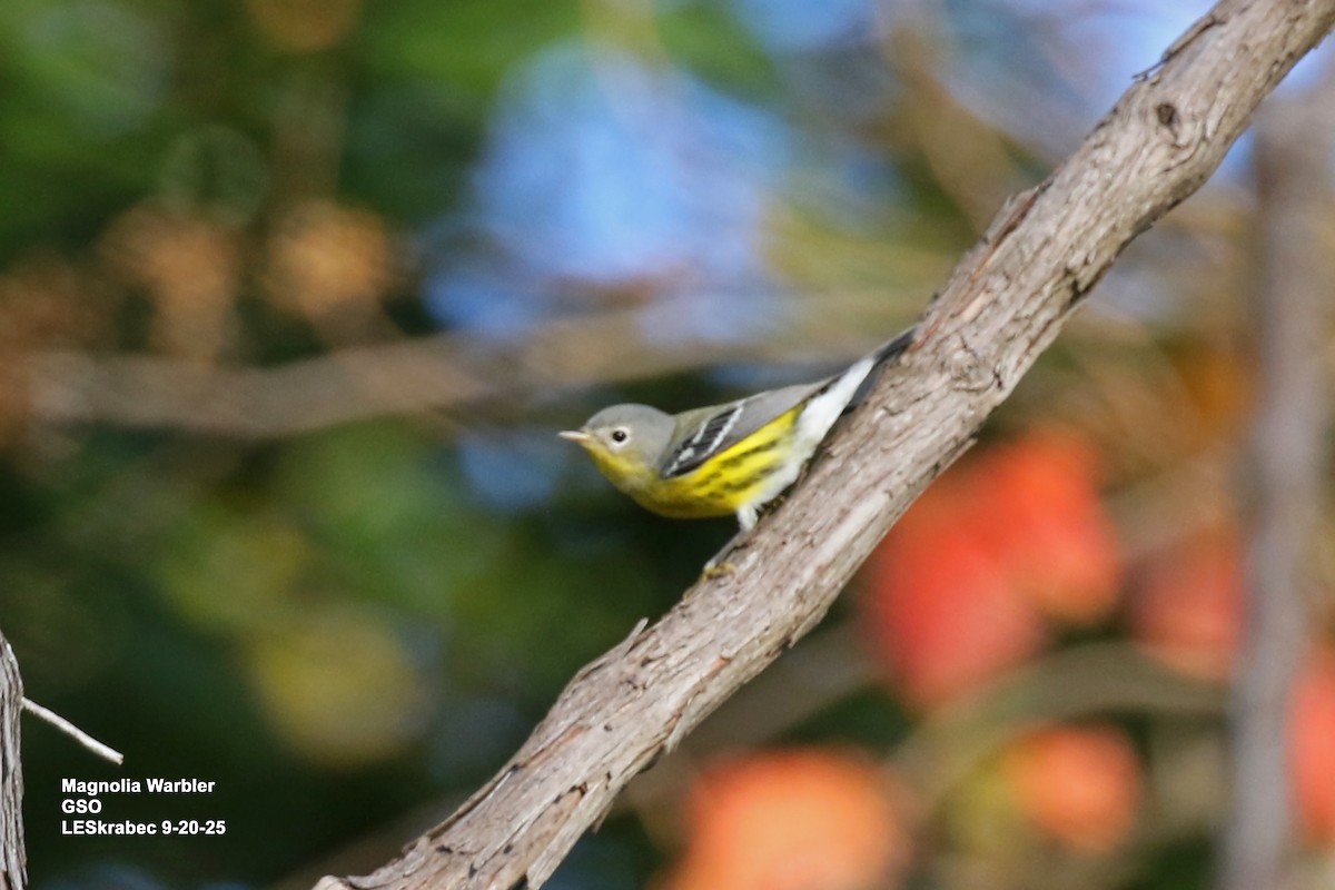 Magnolia Warbler - ML642246081