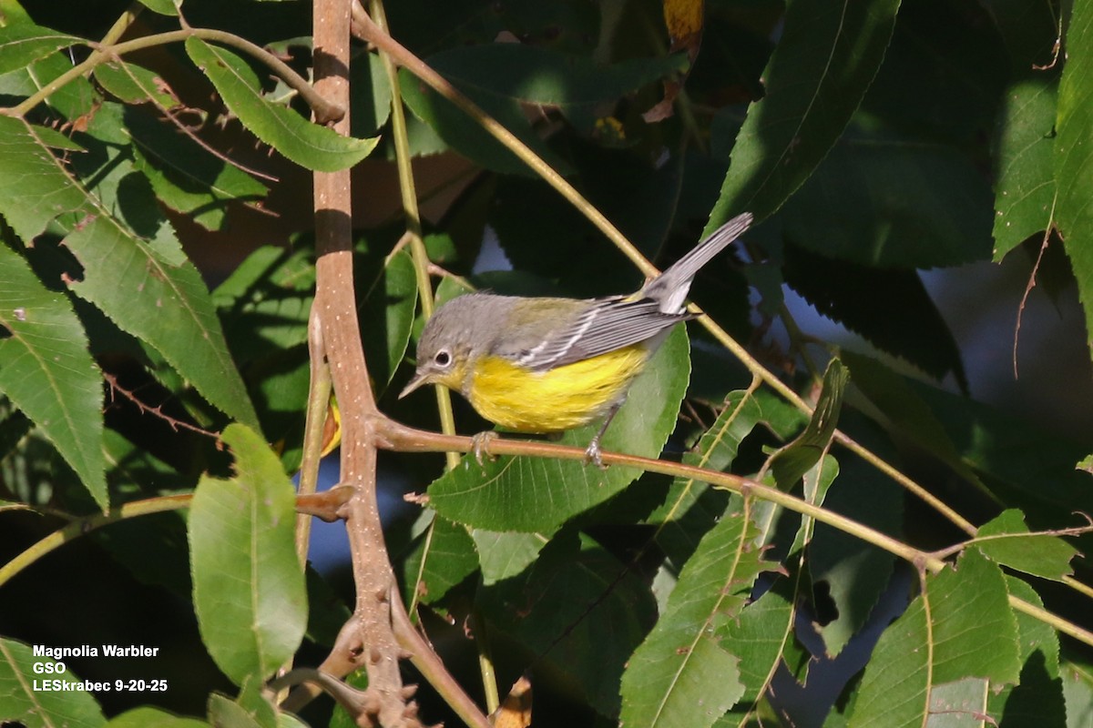 Magnolia Warbler - ML642246082