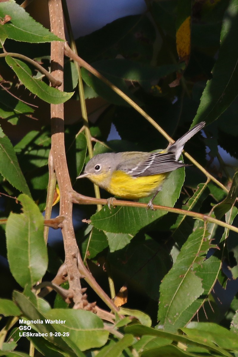 Magnolia Warbler - ML642246083