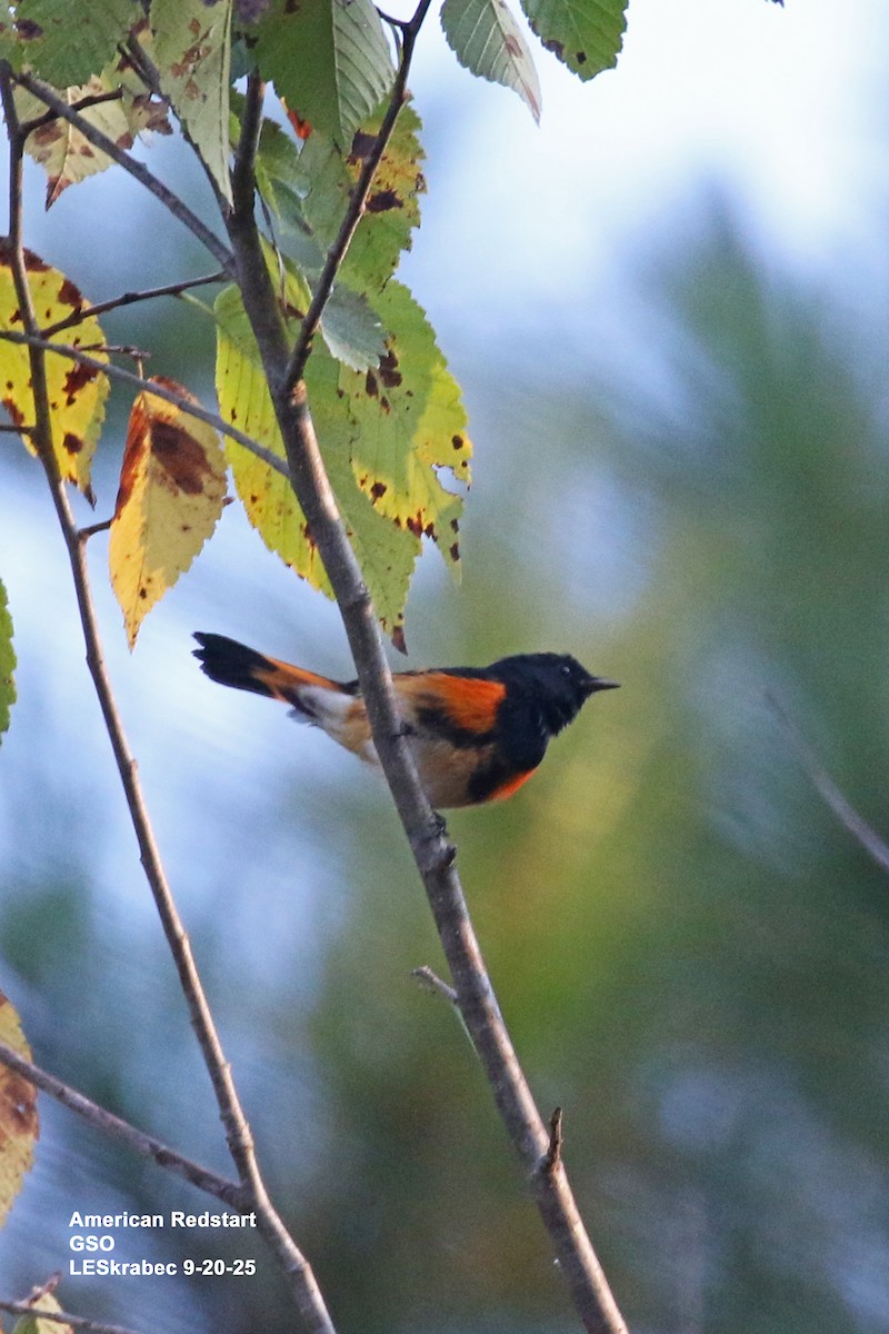 American Redstart - ML642246133