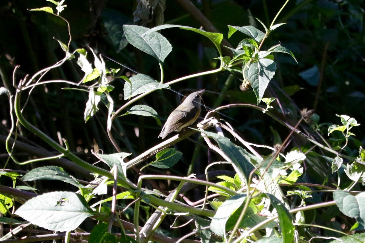 American Redstart - ML642246136