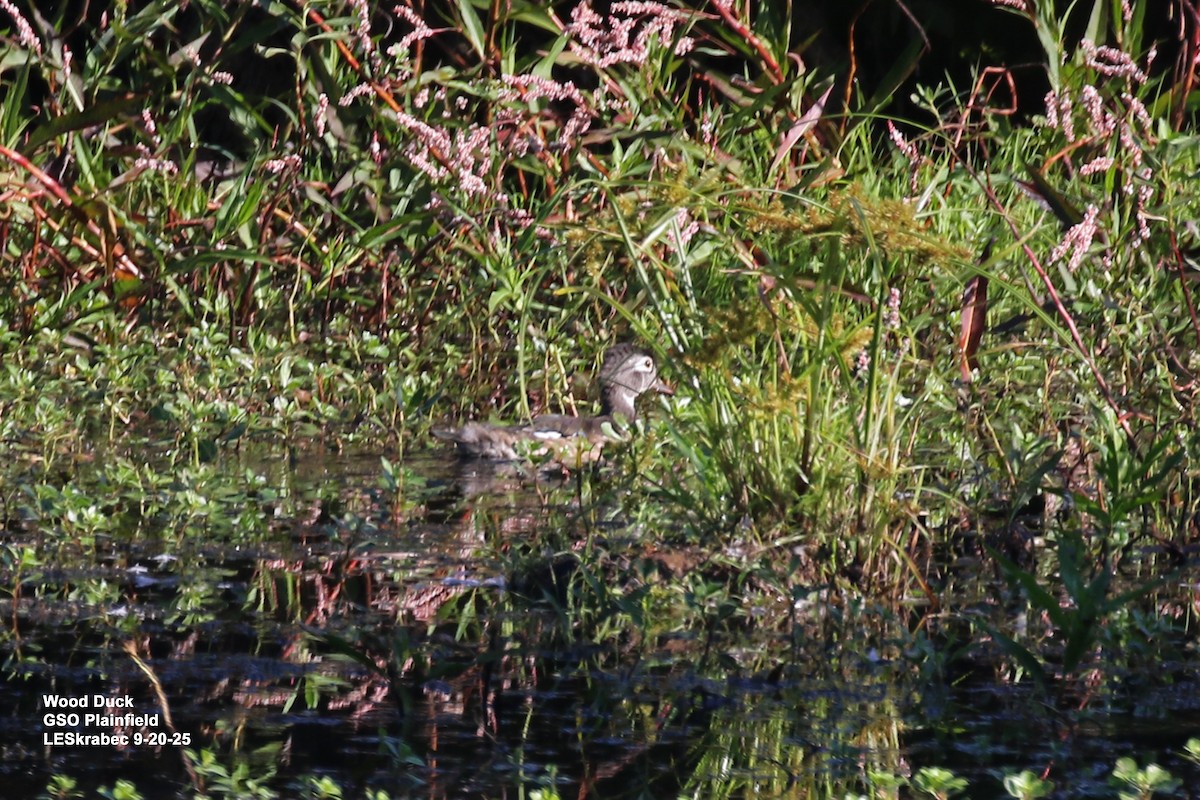 Wood Duck - ML642246166