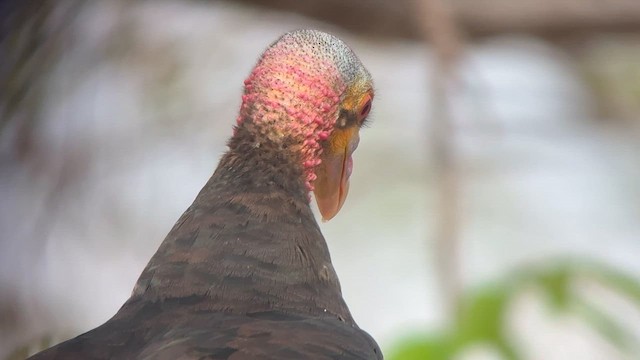 Lesser Yellow-headed Vulture - ML642246215