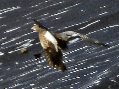 Çıkrıkçın - ML642246240