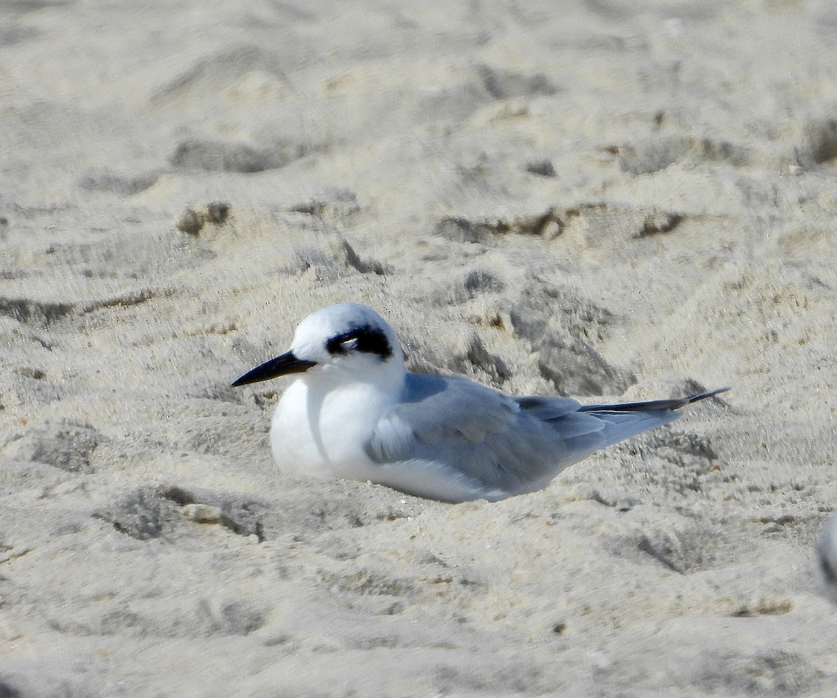 Forster's Tern - ML642246246