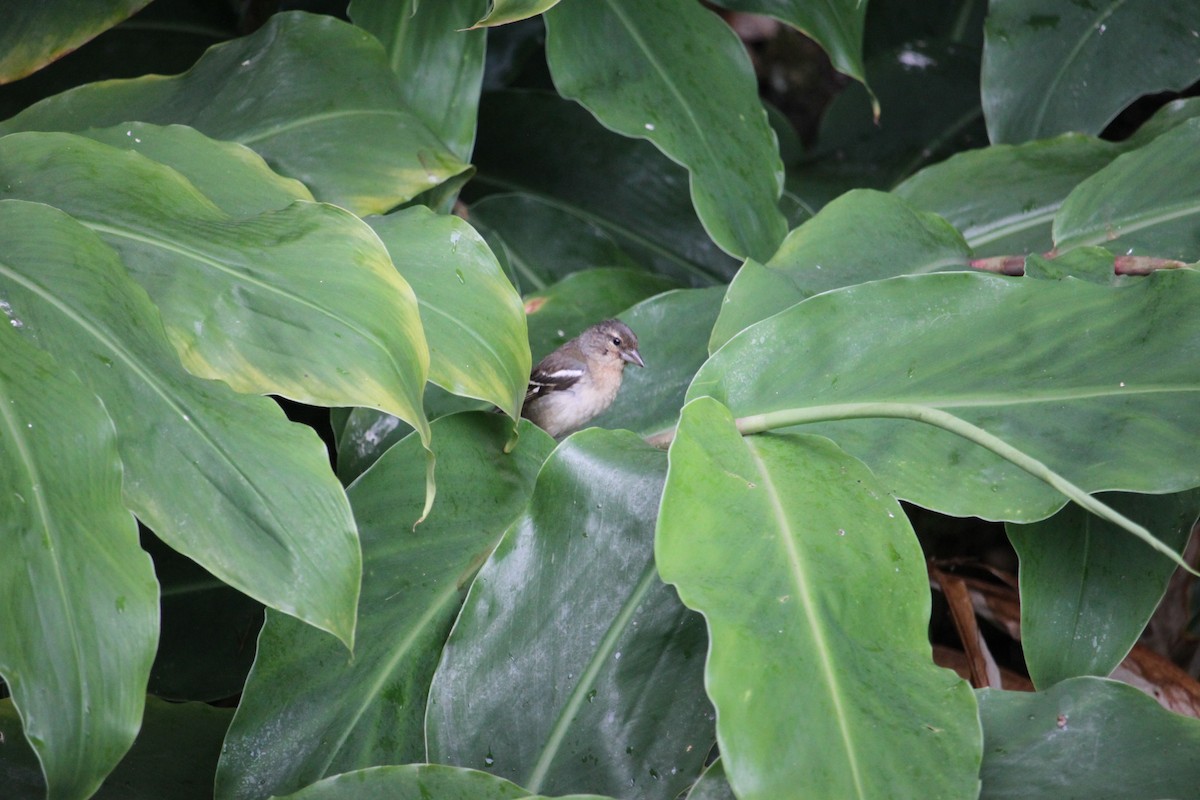 Azores Chaffinch - ML642246247