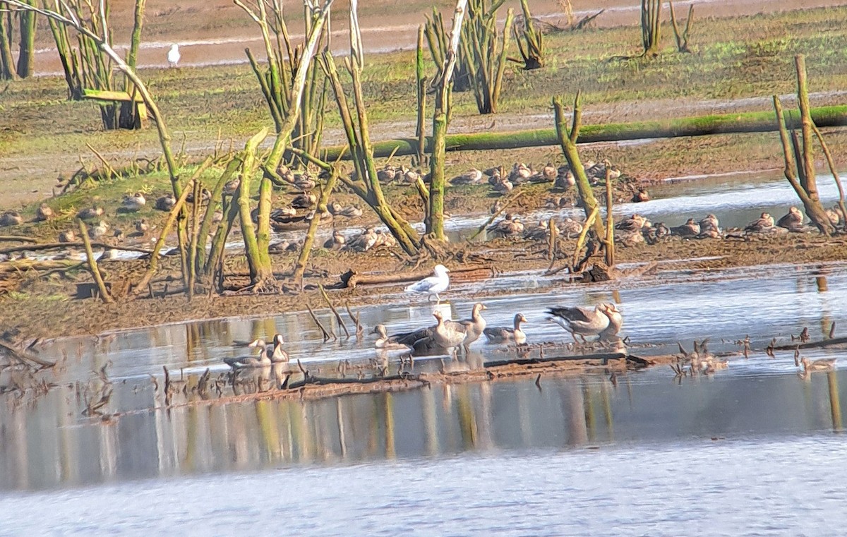 Greater White-fronted Goose - ML642246249