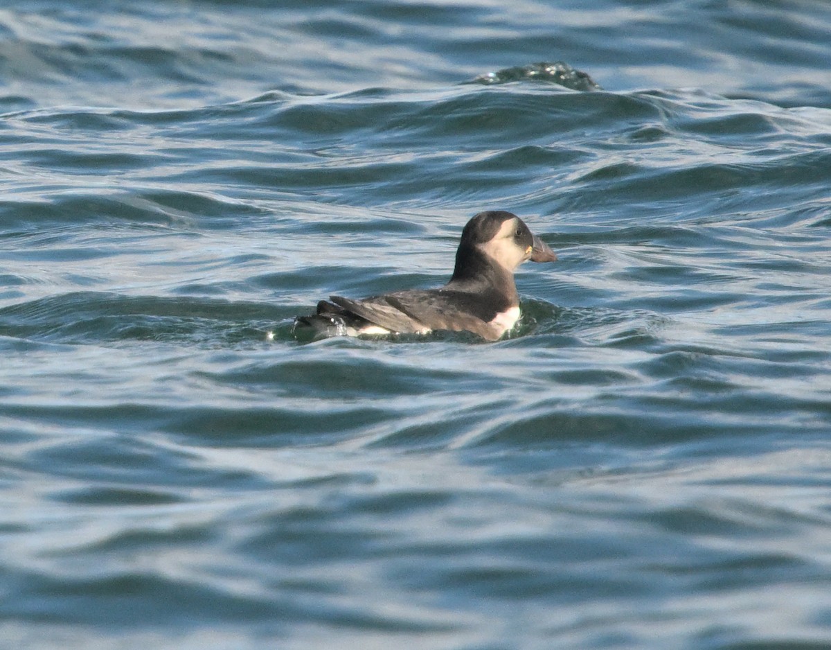 Atlantic Puffin - ML642246259