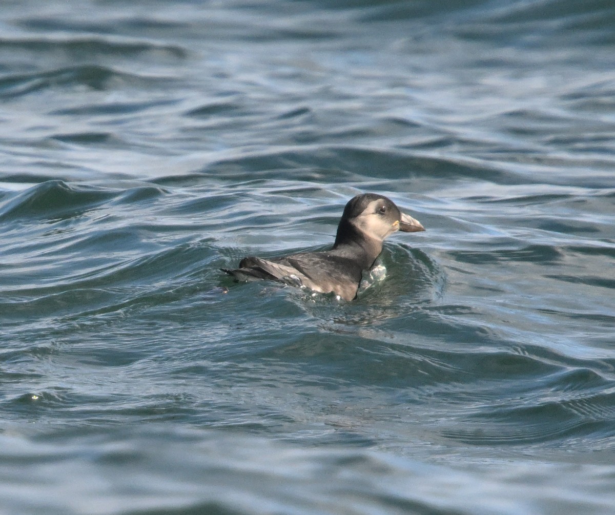 Atlantic Puffin - ML642246260
