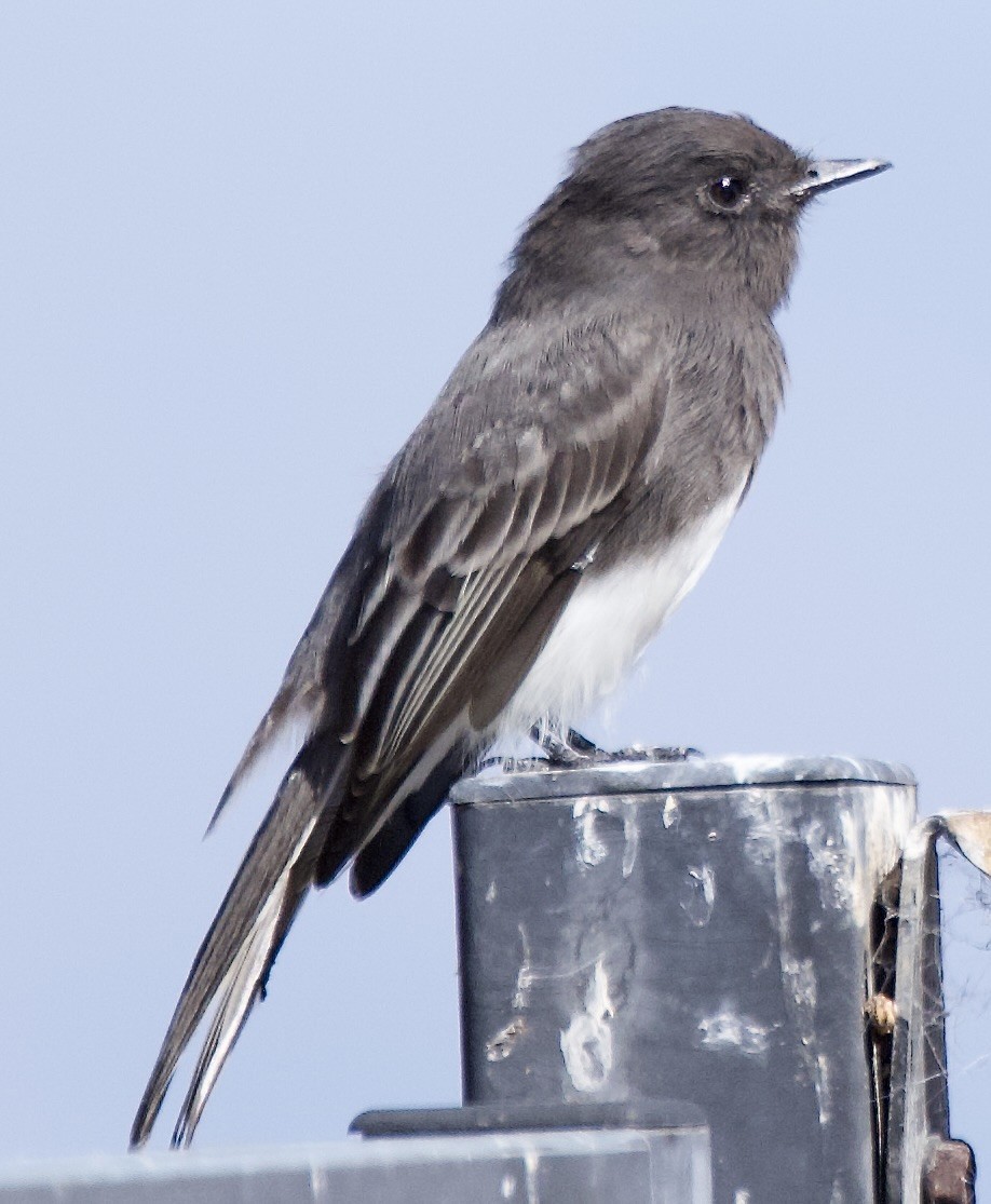 Black Phoebe - ML642246271