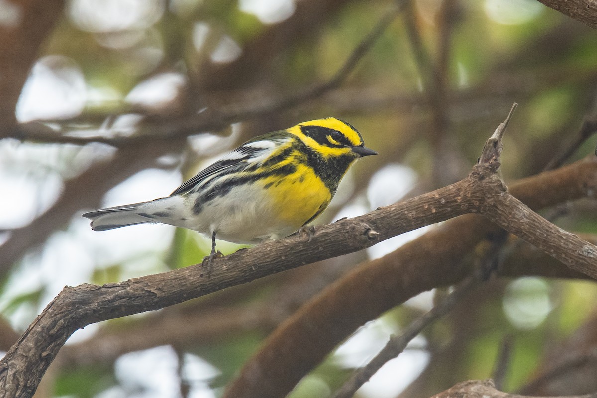 Townsend's Warbler - ML642246272
