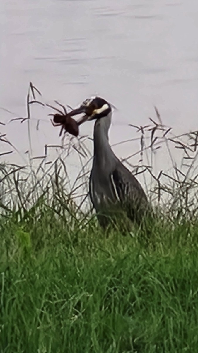 Yellow-crowned Night Heron - ML642246282