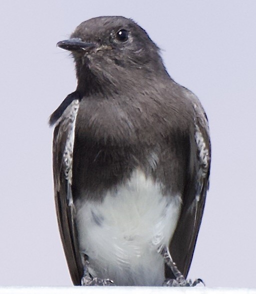 Black Phoebe - ML642246289