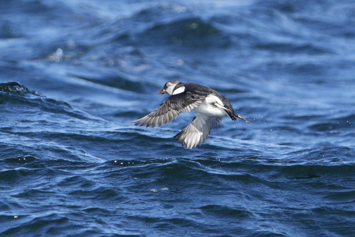 Atlantic Puffin - ML642246294