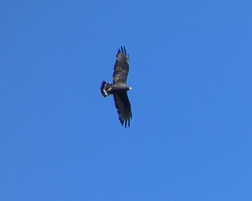 Zone-tailed Hawk - ML642246330