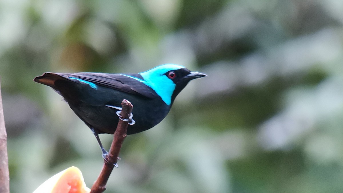 Scarlet-thighed Dacnis - ML642246333