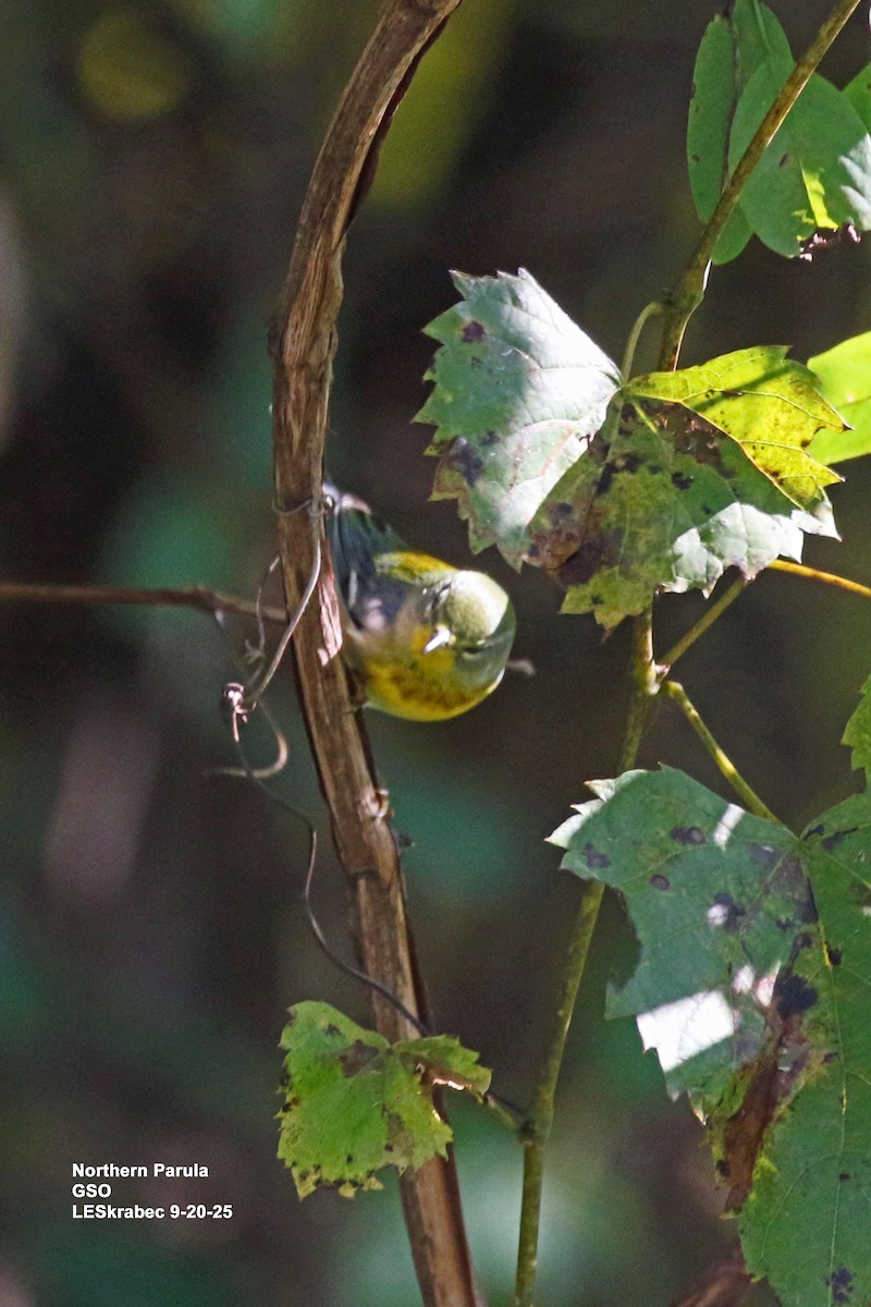 Northern Parula - ML642246342