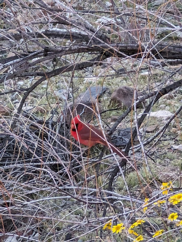 ショウジョウコウカンチョウ - ML642246347