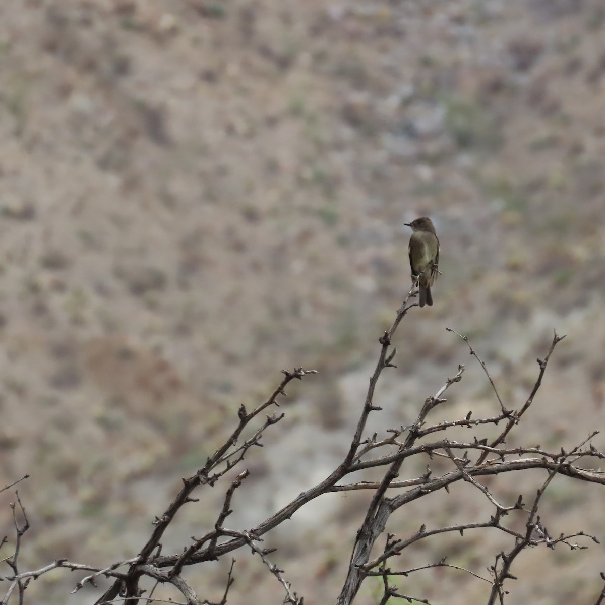 Western Wood-Pewee - ML642246360