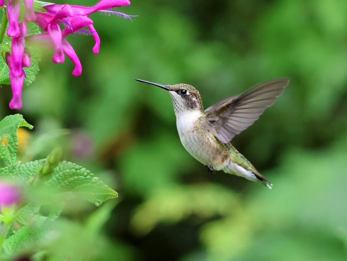 Ruby-throated Hummingbird - ML642246367