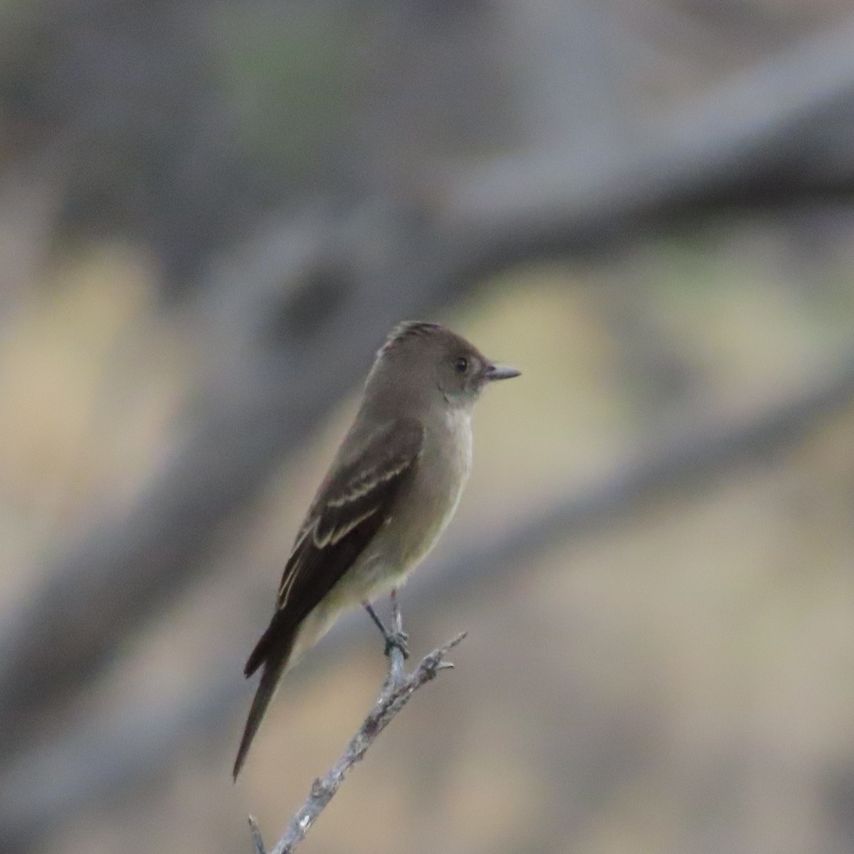 Western Wood-Pewee - ML642246383