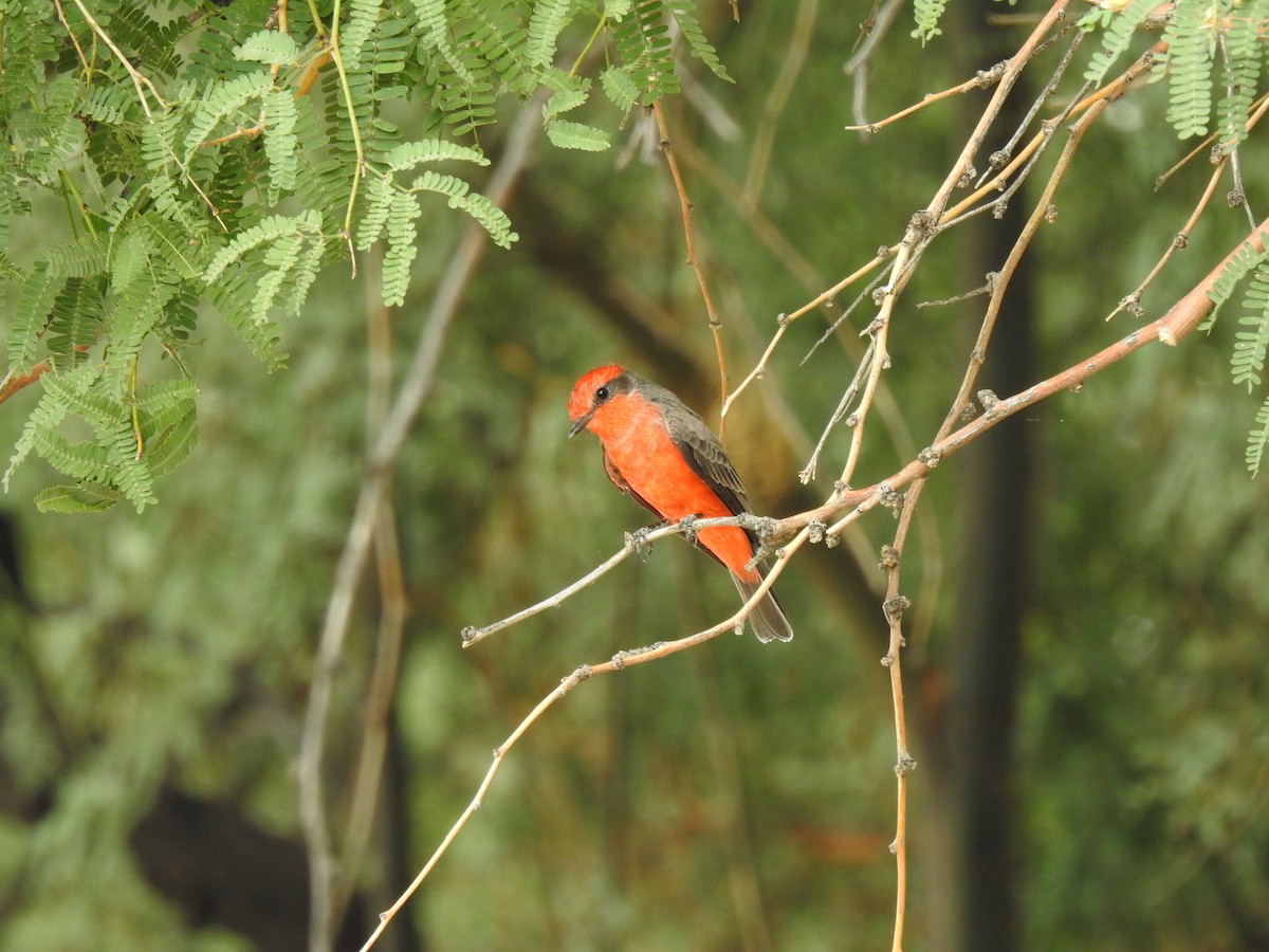 Vermilion Flycatcher - ML642246396