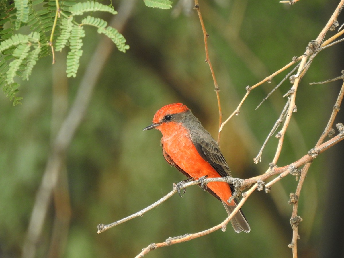Vermilion Flycatcher - ML642246398
