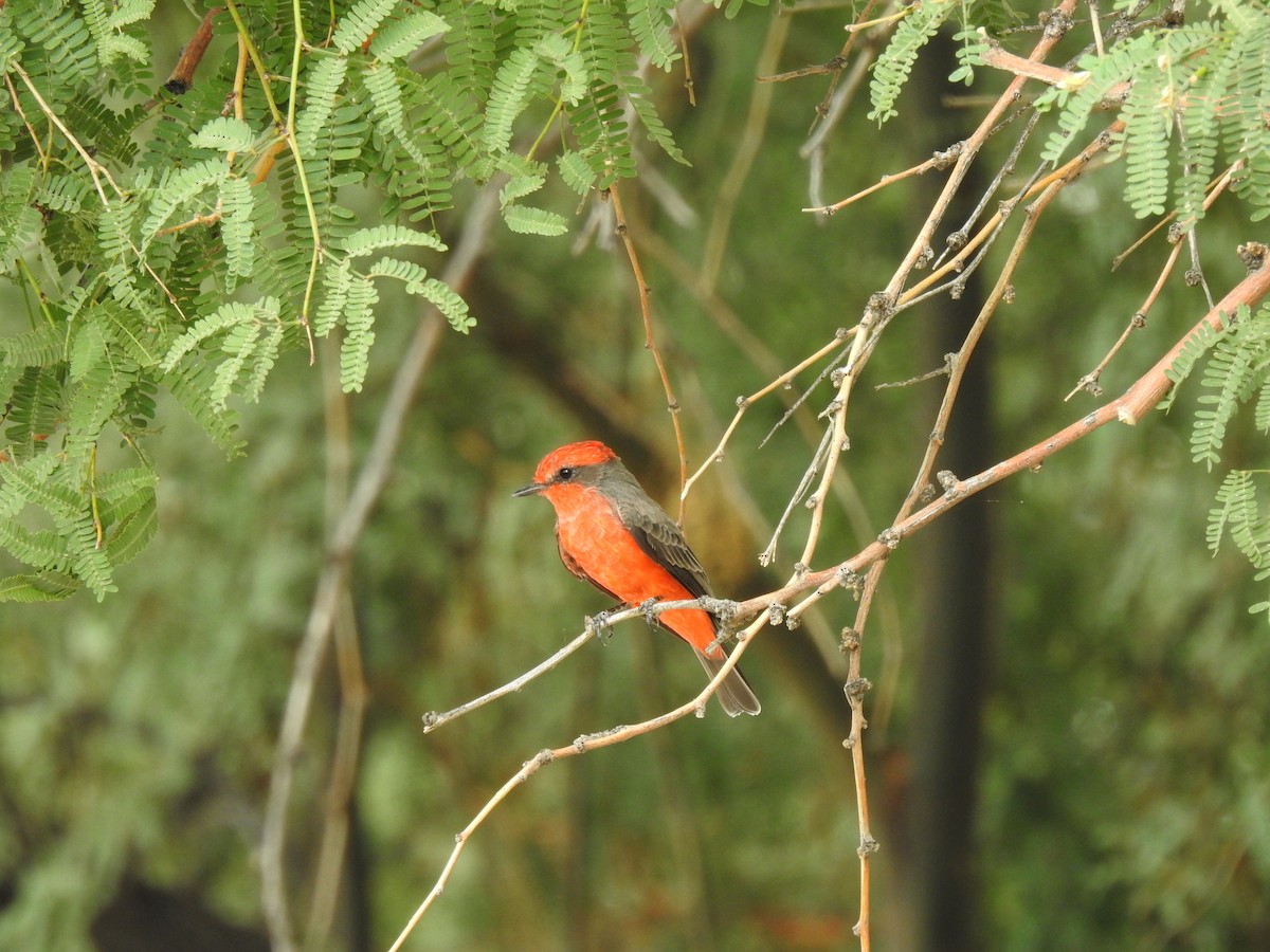 Vermilion Flycatcher - ML642246399
