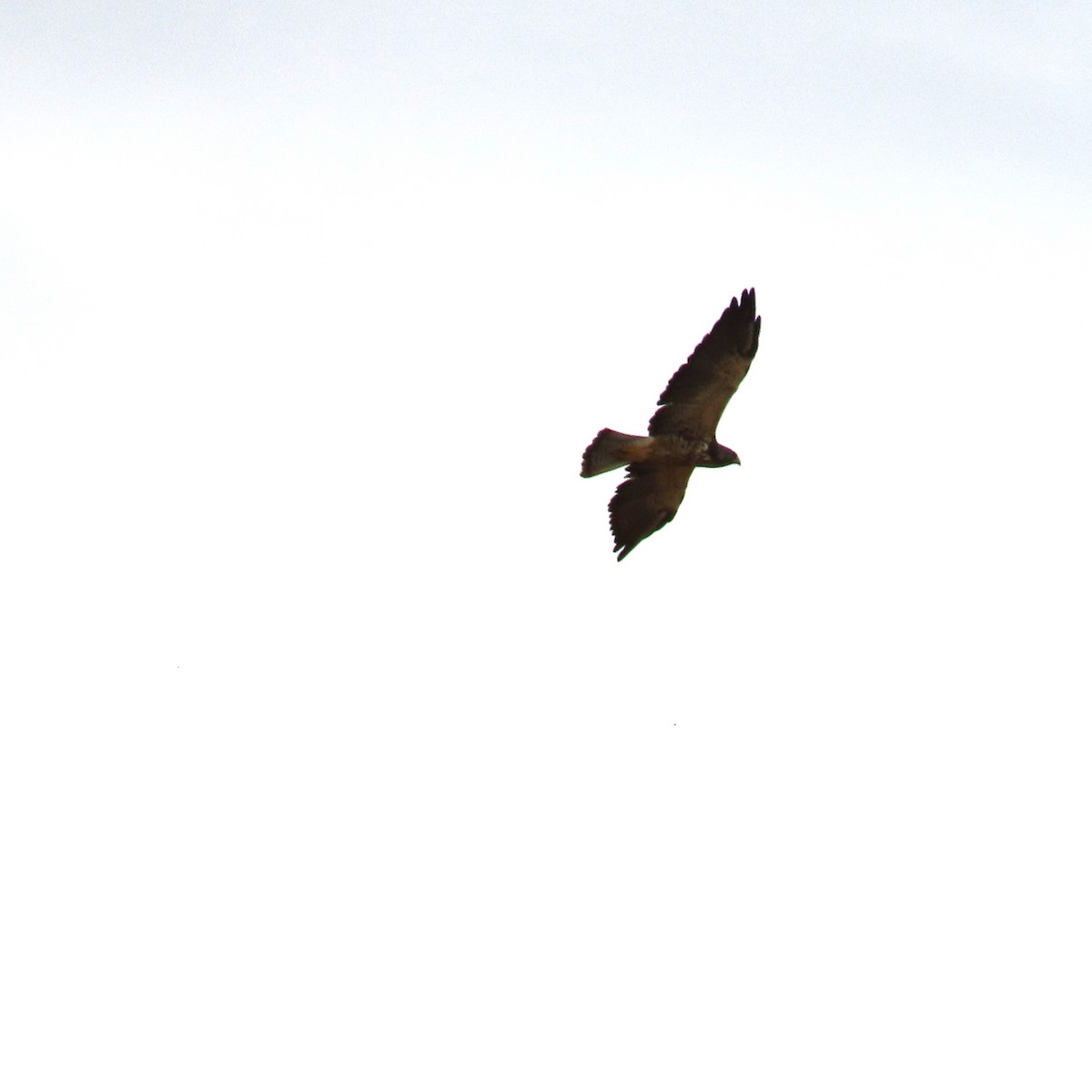 Swainson's Hawk - ML642246403