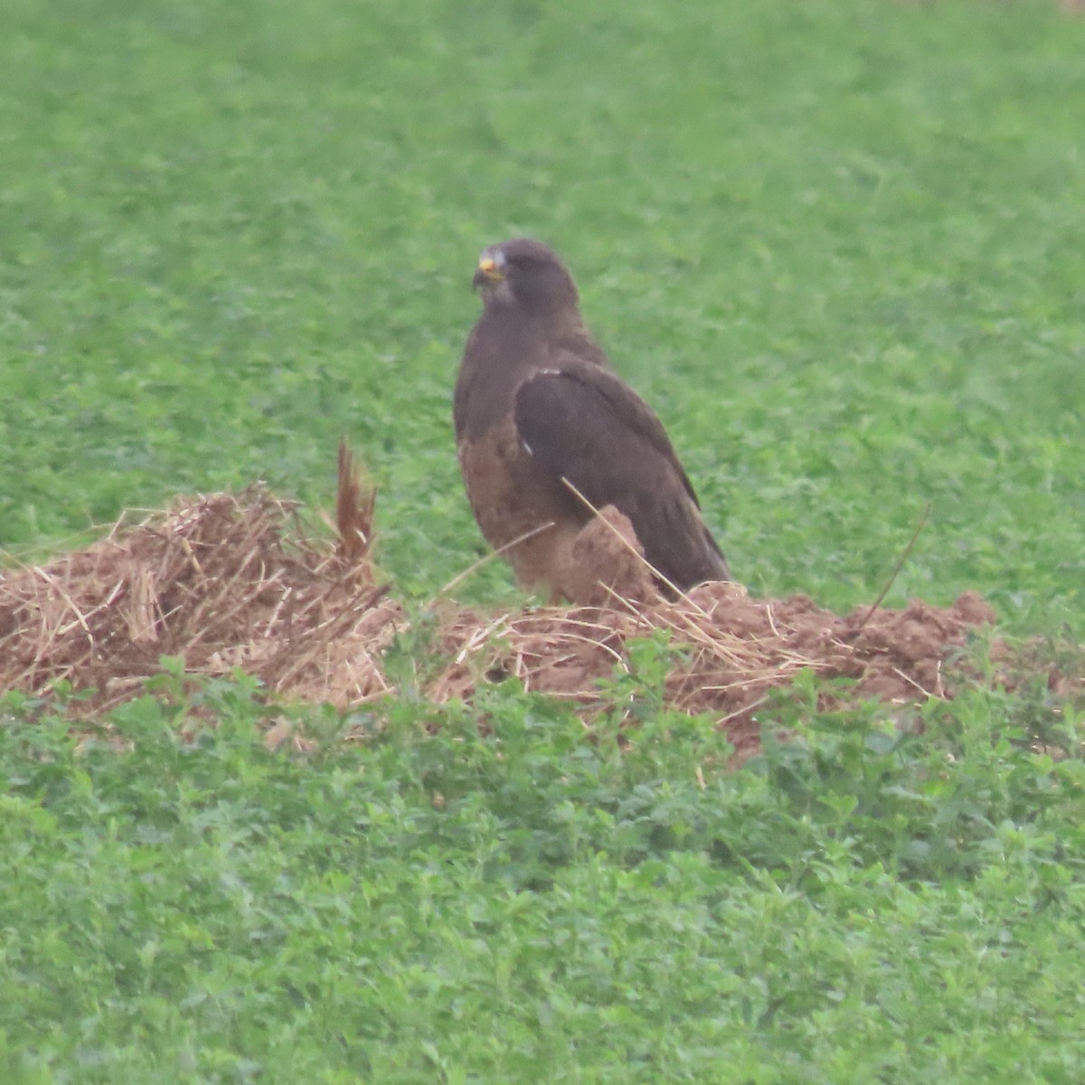Swainson's Hawk - ML642246404