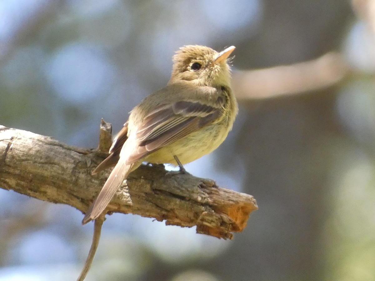 Western Flycatcher - ML642246409