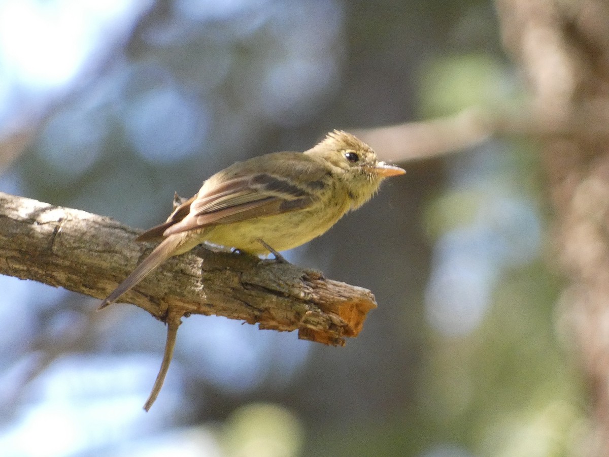 Western Flycatcher - ML642246410