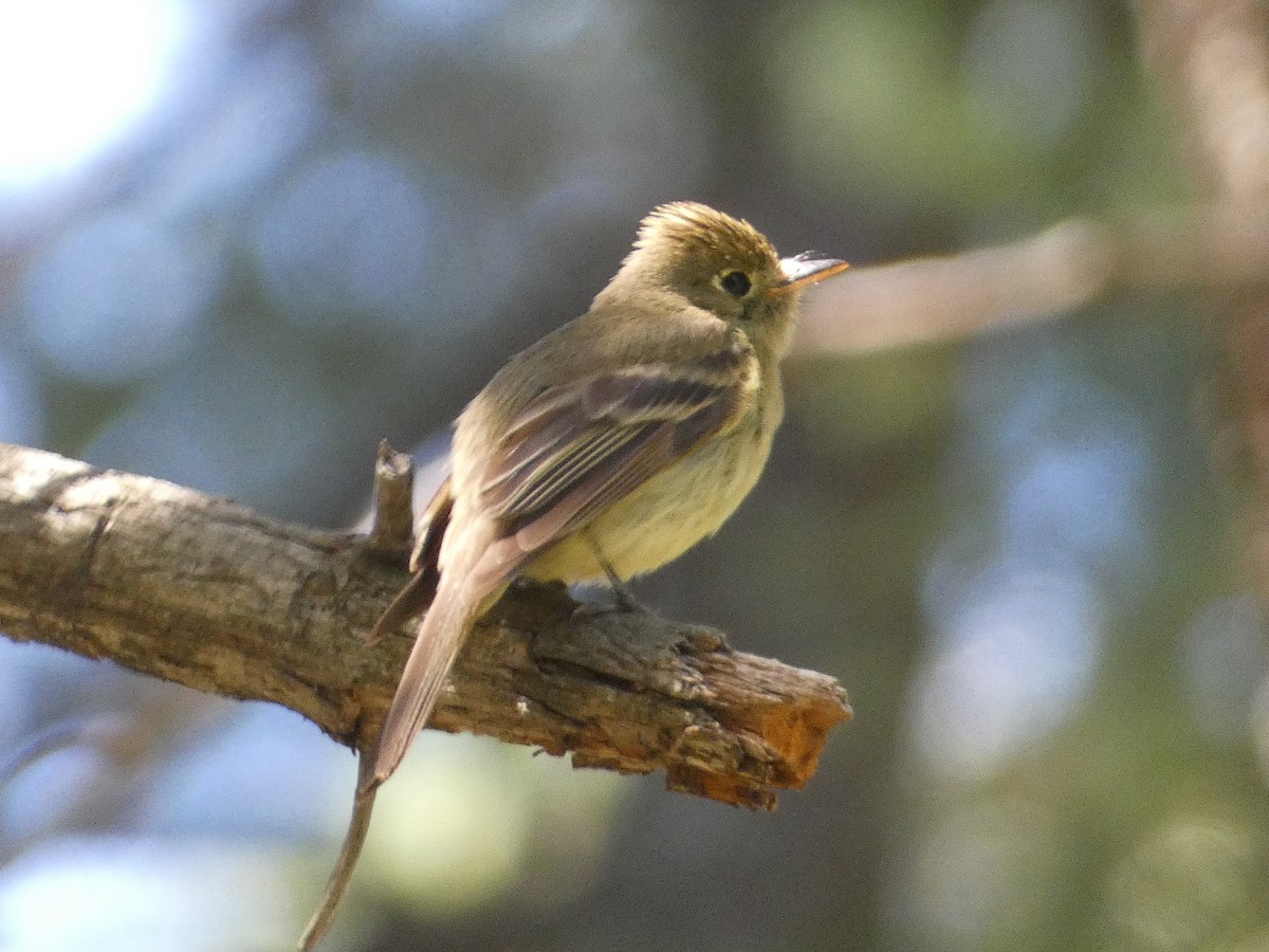 Western Flycatcher - ML642246411