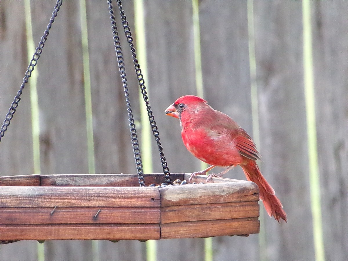 new world warbler sp. - ML642246414