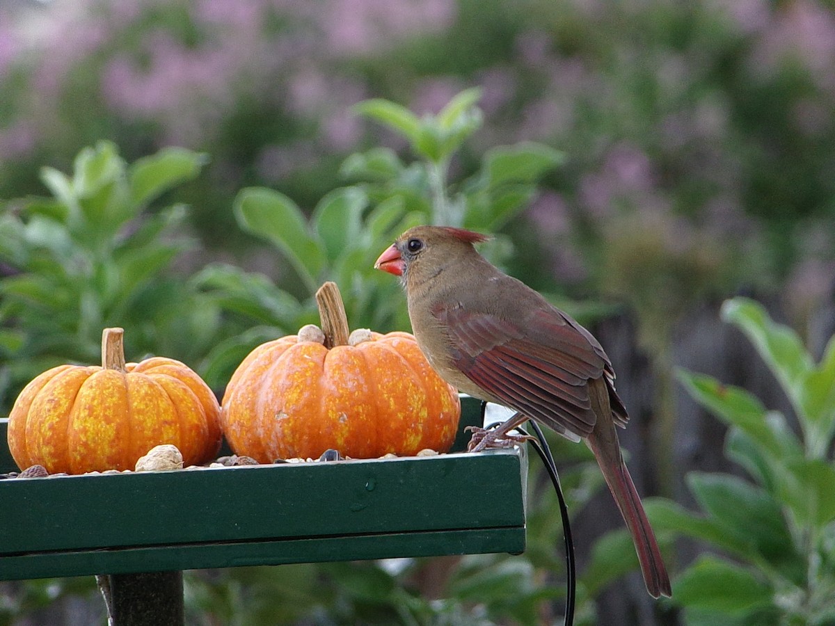 new world warbler sp. - ML642246415