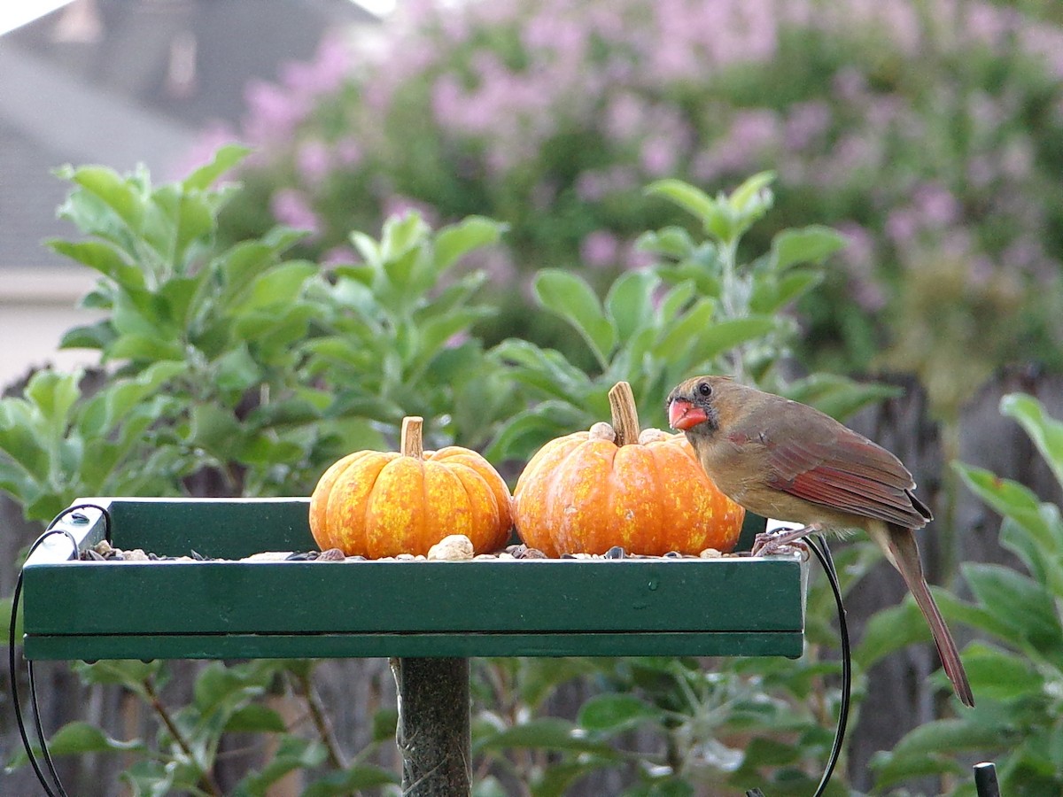 new world warbler sp. - ML642246418