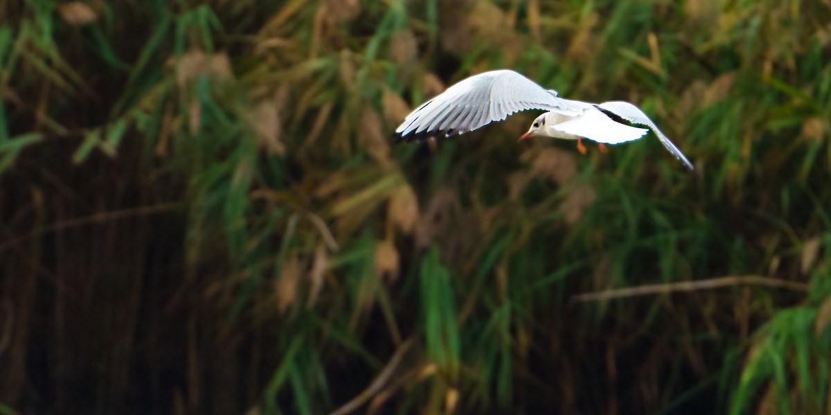 Black-headed Gull - ML642246420