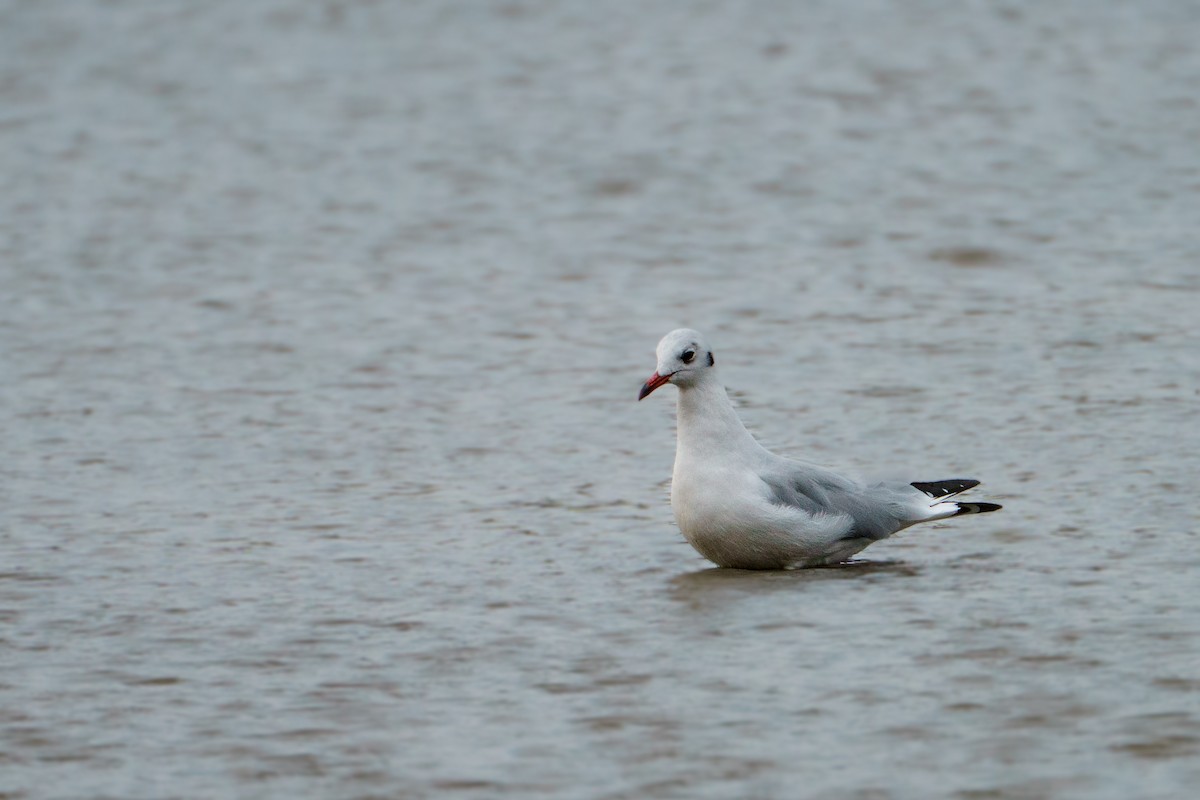 Black-headed Gull - ML642246421